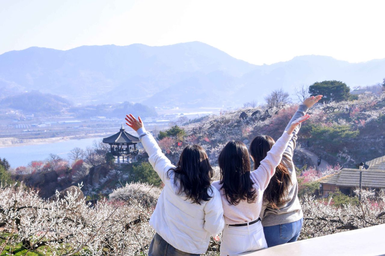 3월 한정 100만 명 찾는 광양 매화마을 / 사진=한국관광공사 포토코리아@라이브스튜디오