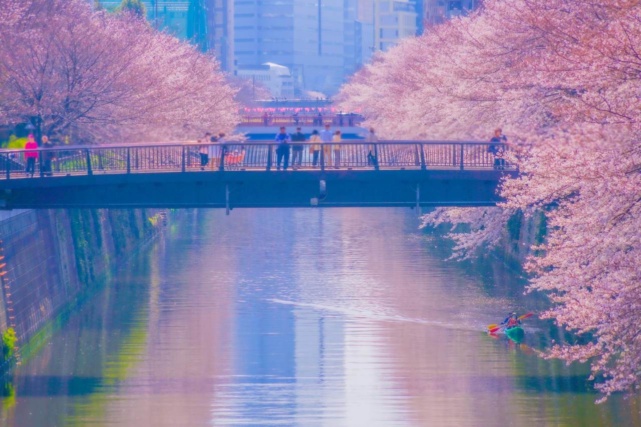 도쿄 벚꽃