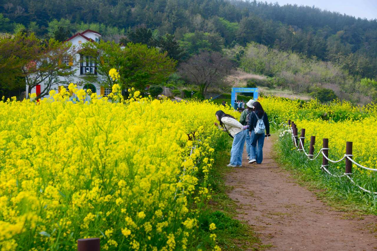 청산도 / 사진=한국관광공사 포토코리아@라이브스튜디오