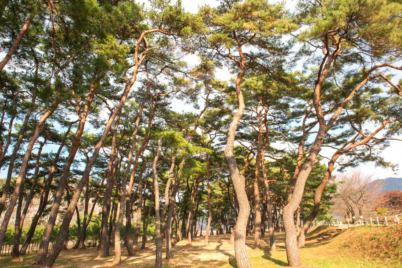 만송정솔숲 / 사진=공공누리@유네스코한국위원회