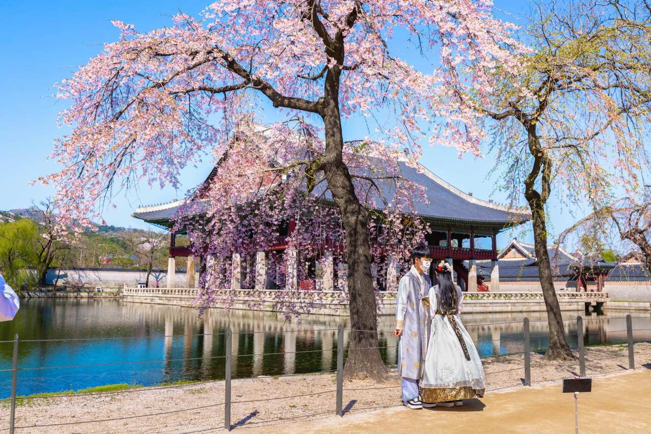 서울의 벚꽃 / Designed by Freepik