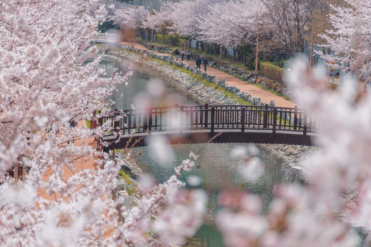 벚꽃 만해 명소 / 사진=부산관광공사@써머트리 문철진