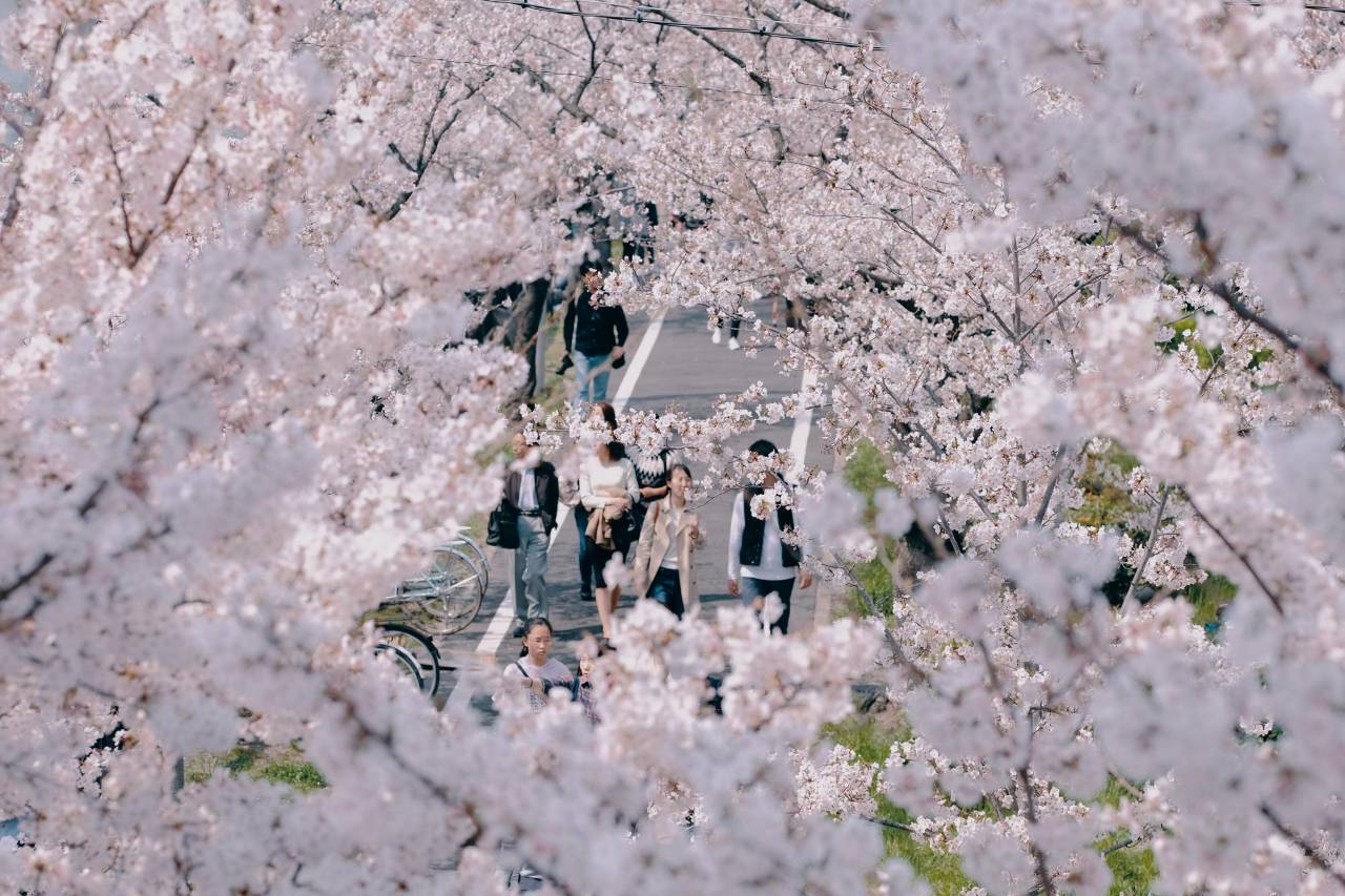 후쿠오카 벚꽃