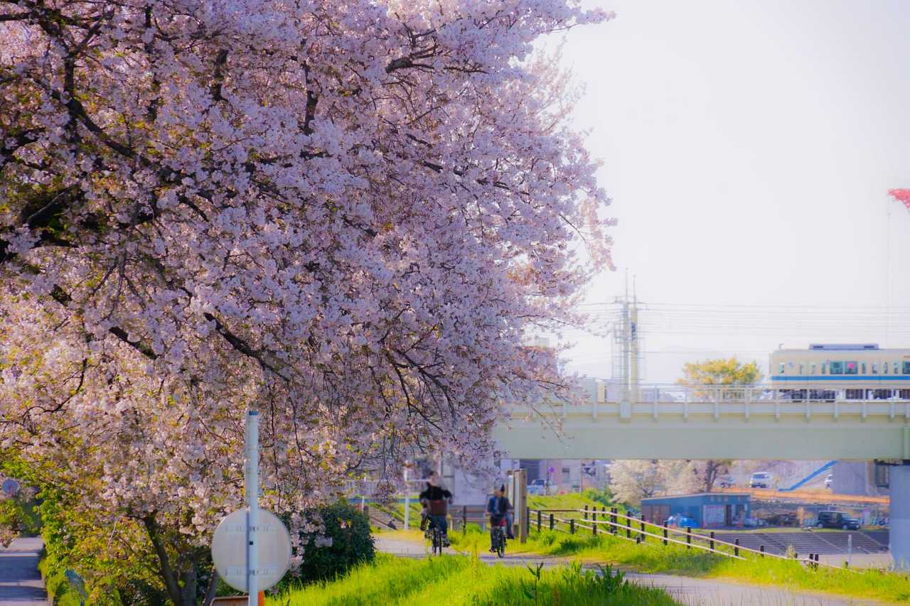 4월 일본 여행을 떠나보자
