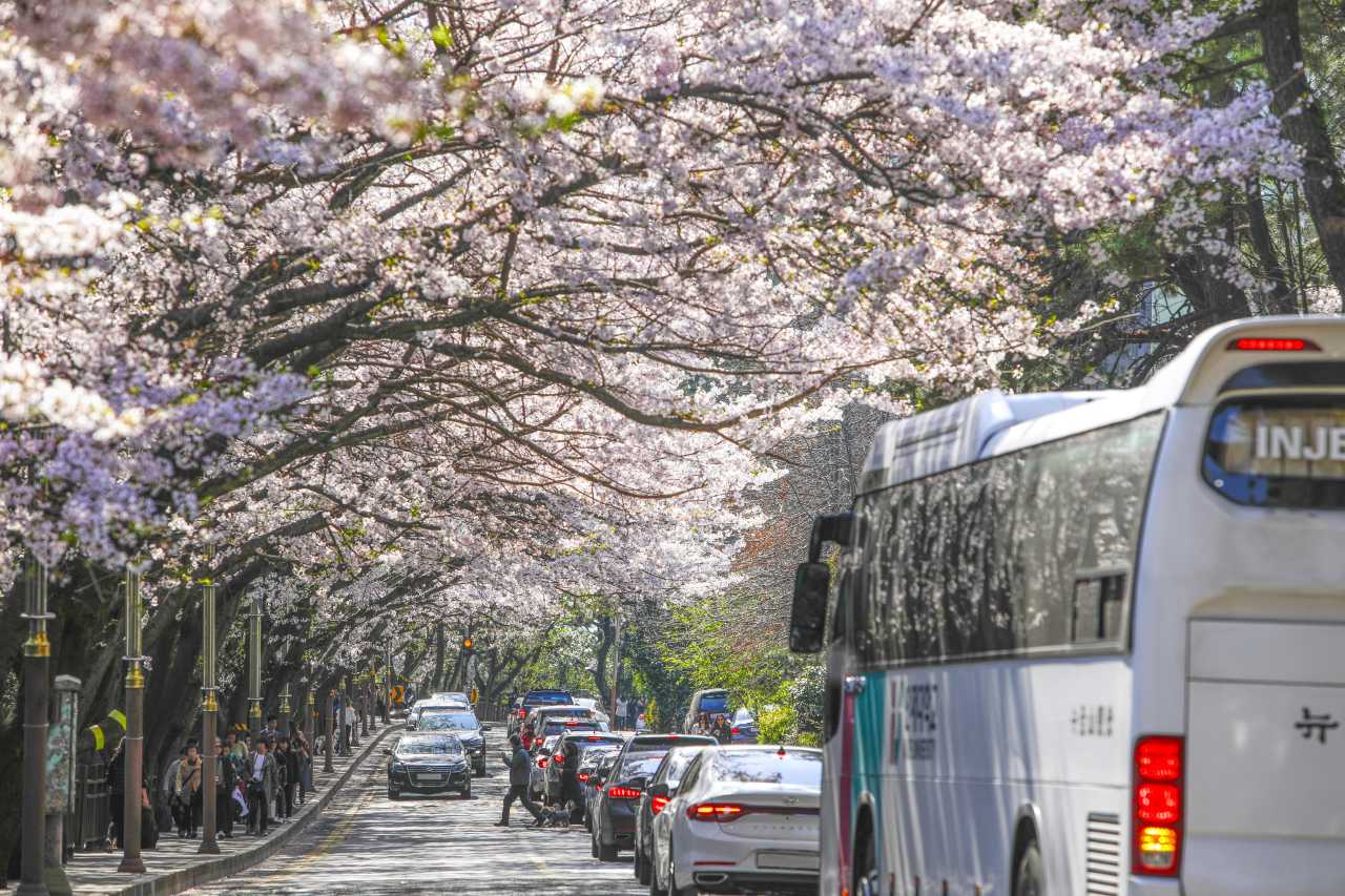 4월 벚꽃터널 / 사진=부산관광공사