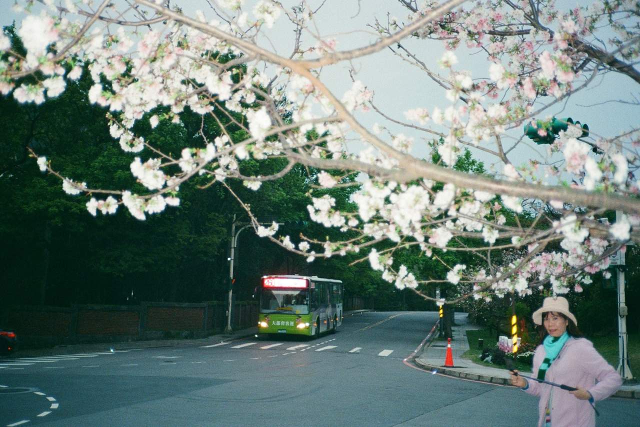 양명산 벚꽃 / 사진=unsplash@Cecelia Chang