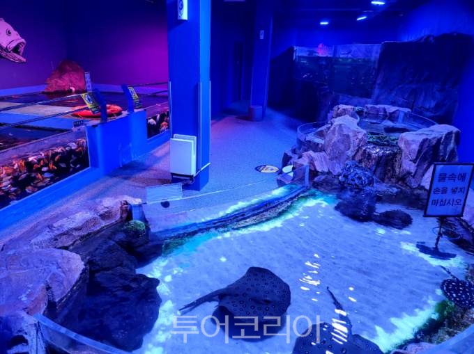해양수산과학관 별관동 체험수족관./사진=전남도해양수산과학원