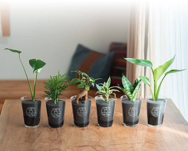 tableplants