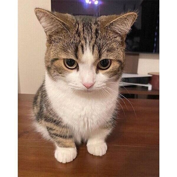 cat.benesse.ne.jp