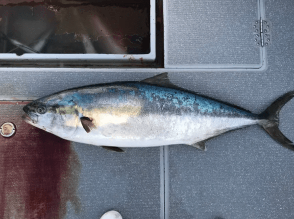 re-fish