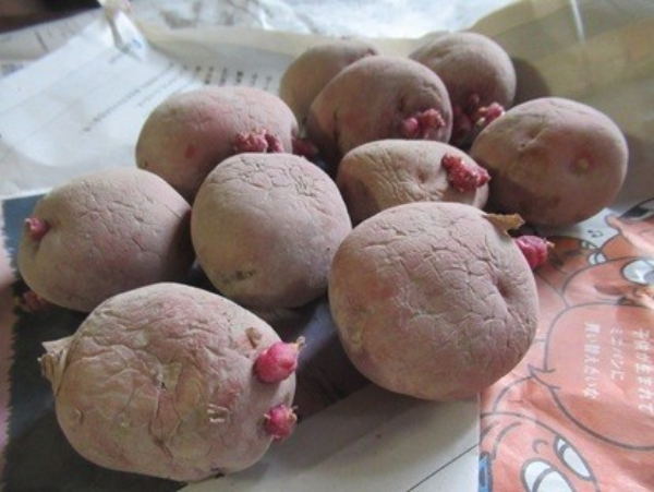 jakotenno