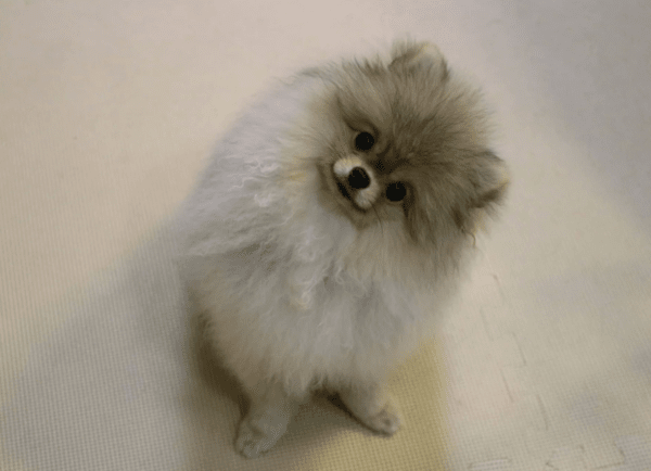 dognoie.com