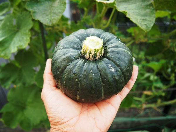 野菜の育て方.com
