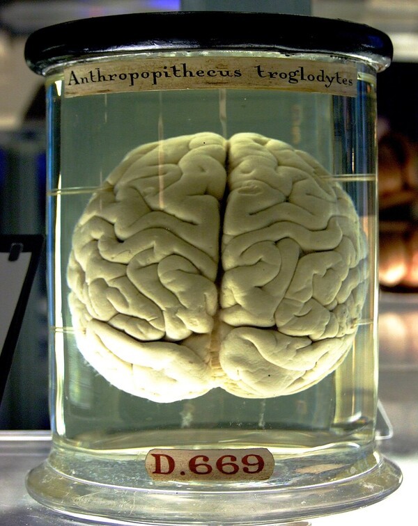 wikipedia.org