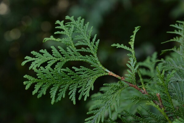 treeinfo.net