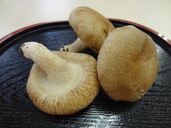 kyushoku