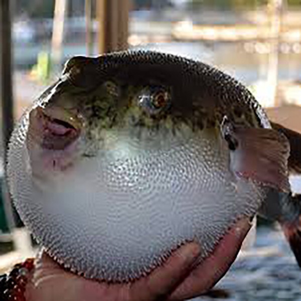 anorifugu