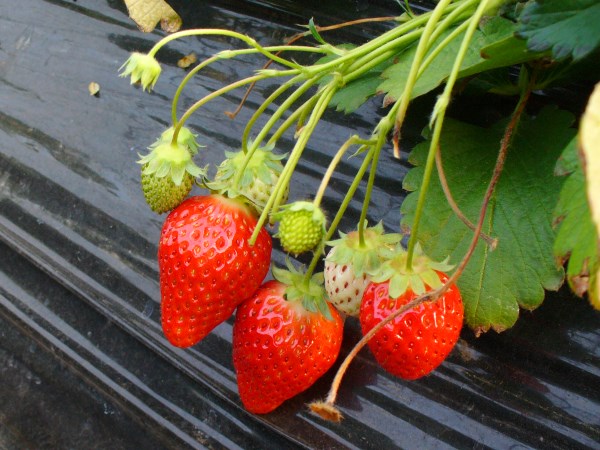 agri.mynavi.jp