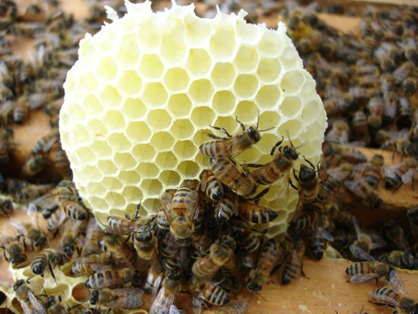move-bee.com