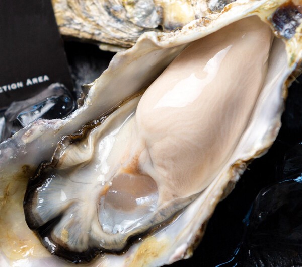 oyster-center