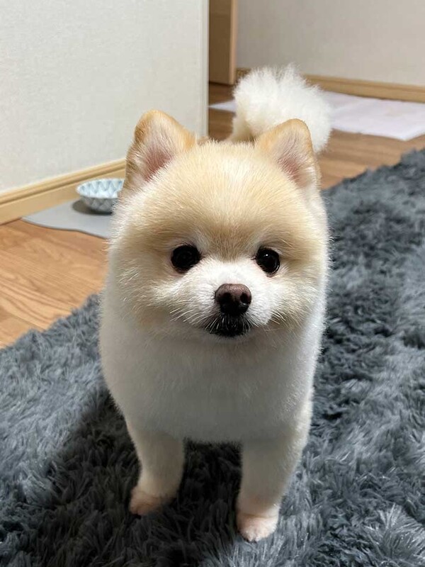 grapee.jp