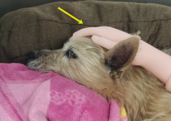 A dog experiencing extreme anxiety in its cage due to hospital stress found comfort from a hand-shaped model placed on its head, substituting for a human hand (Provided by the Korea Animal Medical Center) / News1