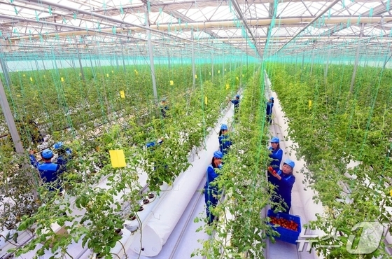 The Rodong Sinmun, the official newspaper of North Korea\'s Workers\' Party, reported on Monday that the newly established Sinuiju Greenhouse Complex Farm presented a heartwarming scene of the first spring vegetable harvest / Rodong Sinmun