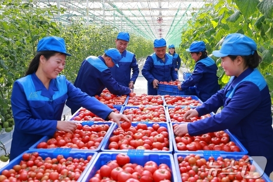 The Rodong Sinmun, the official newspaper of North Korea\'s Workers\' Party, reported on Monday that the newly established Sinuiju Greenhouse Complex Farm presented a heartwarming scene of the first spring vegetable harvest / Rodong Sinmun