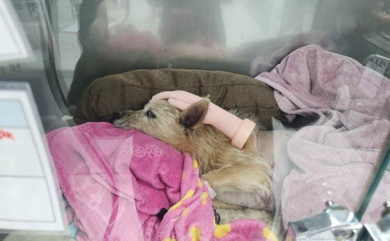 As if caressing a hand model, placing it atop the head actually lowered blood pressure and brought stability to Peanut (Capture from Korea Animal Medical Center\'s YouTube channel) / News1