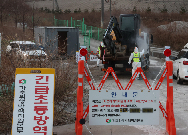 강릉 양돈농가서 아프리카돼지열병 발생<YONHAP NO-1928>