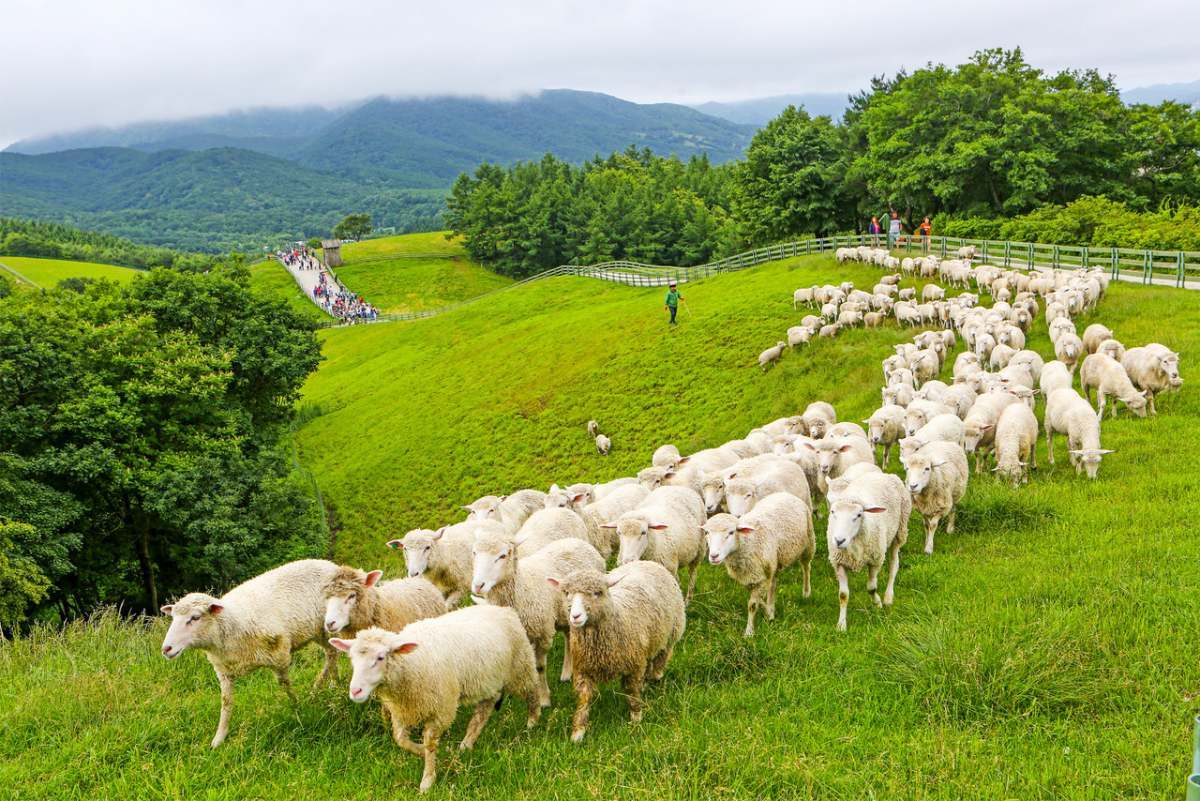 &nbsp;   Fluffy Friends / Daegwallyeong Sheep Ranch Website