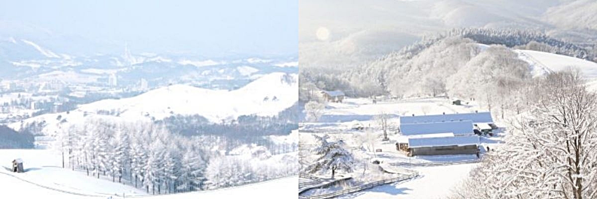 &nbsp;   Snowy Serenity / Daegwallyeong Sheep Ranch Website