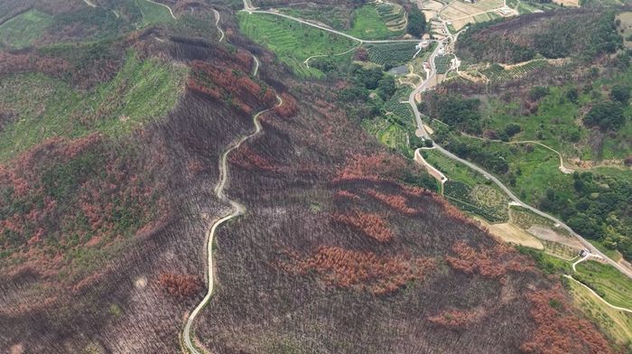지난해 6월 촬영된 안동 산불 피해지 모습.ⓒ유한킴벌리
