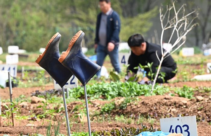 시민들이 모종 등을 심으며 텃밭을 가꾸고 있다. ⓒ뉴시스