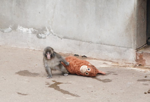 ⓒ이치카와시 SNS 갈무리