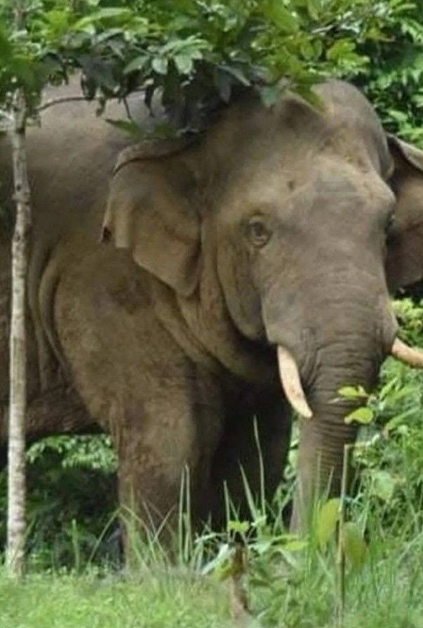 引用：タイラット