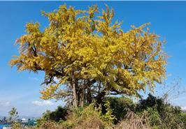 노랗게 물든 은행나무