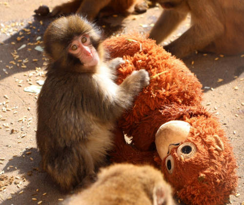 ⓒ이치카와시 SNS 갈무리