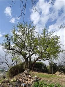 삼백 년을 버텨 온 고향집 뒤편의 은행나무