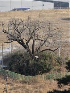 봄이 되면 은행나무 주변을 정리하고 벤치를 만들 예정이다