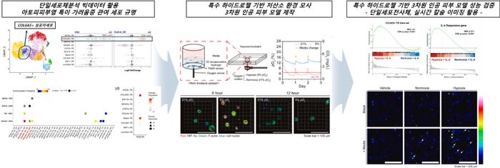 인공 피부 모델 성능 검증 과정. 단일세포 빅데이터 분석을 통한 아토피피부염 특이 섬유아세포(COL6A5+ FB) 규명, 특수 하이드로젤 기반 저산소 환경 모사 3차원 인공 피부 모델 제작 및 단일세포전사체·실시간 칼슘 이미징을 활용한 모델 성능을 검증했다. ⓒ강남세브란스병원