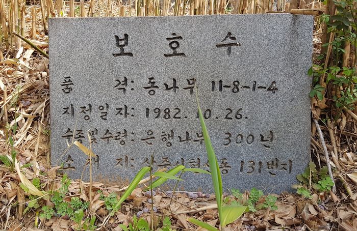 1982년에 상주시 보호수로 지정된 300년된 은행나무 표지석