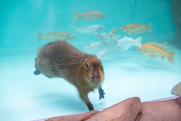 롯데월드 아쿠아리움 신규 해양 생물 카피바라.ⓒ롯데월드