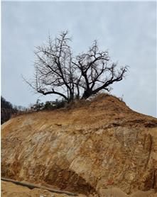 은행나무 주변이 잘려나가 높은 언덕에 남겨진 모습
