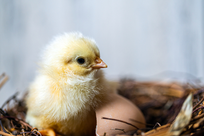 병아리. 사진=게티이미지뱅크