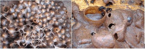 호주 토종 무침벌 프로폴리스. 사진=Woods et al., 2025, Scientific Reports