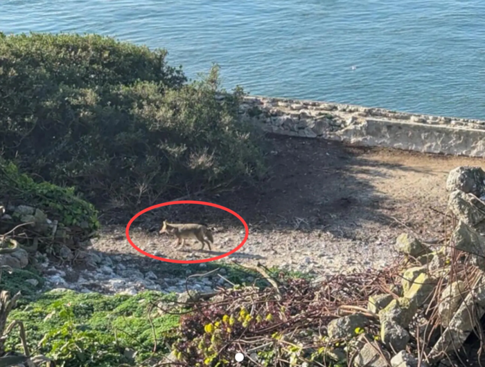미국 샌프란시스코 알카트라즈섬에 나타난 코요테. 사진=인스타그램 / NYT 캡처