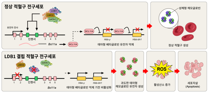 정상 적혈구 전구세포와 LDB1 결핍 적혈구 전구세포 간 적혈구 분화 과정 비교도. (전태훈 교수)