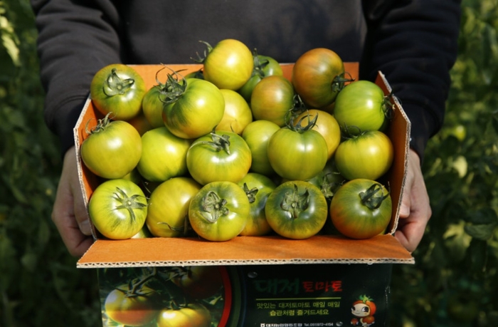 산지직송 부산 대저 짭짤이 토마토
