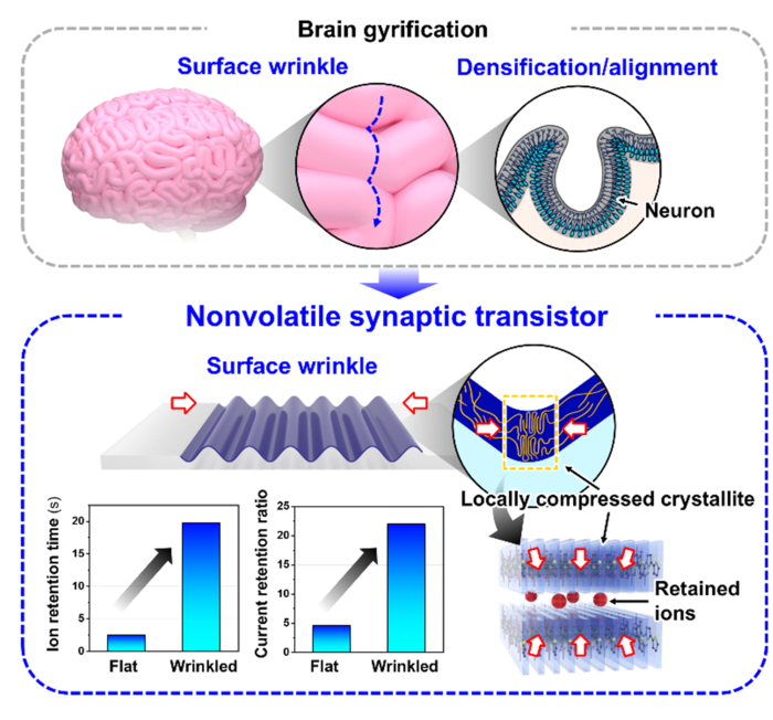 뇌 주름 구조 모사를 통한 유기반도체 전기화학트랜지스터의 메모리 성능 4배 향상 이미지
